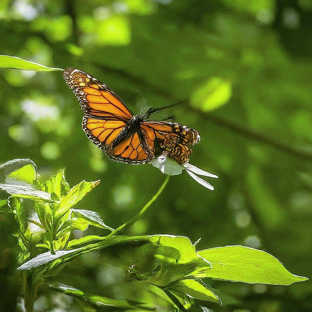 Monarch Butterfly - Monarch Butterfly Stock Videos & Royalty-Free Footage