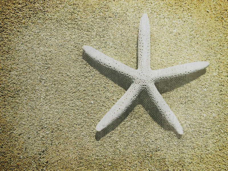 Starfish On The Beach