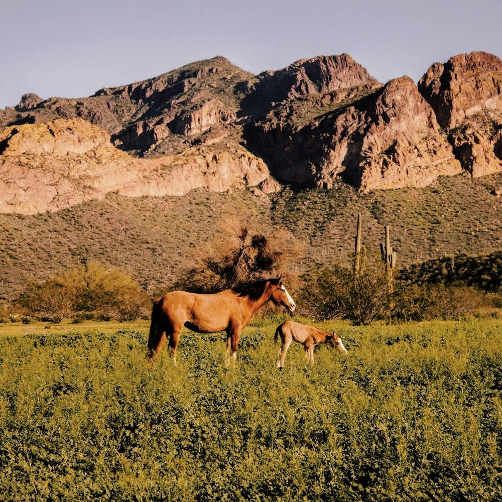Salt River Wild Horses
