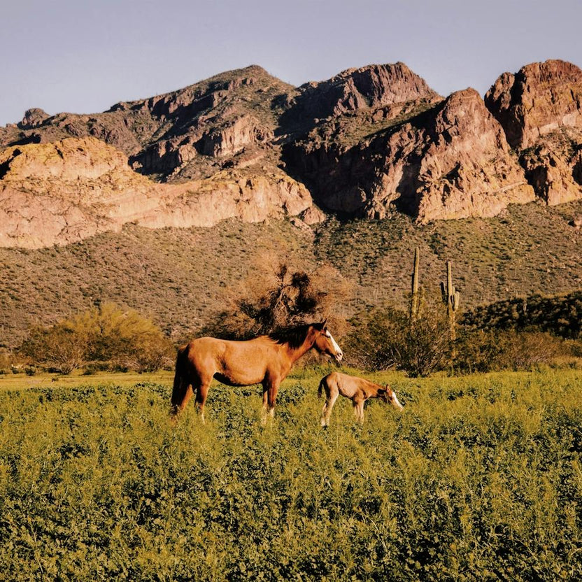 Salt River Wild Horses
