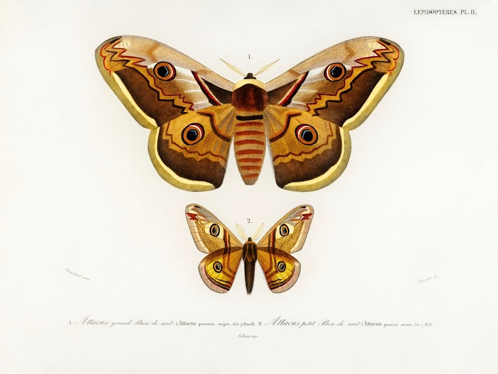 Emporor Moths, Charles Dessalines D'Orbigny
