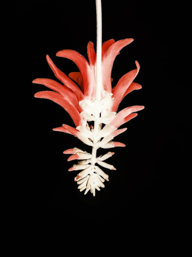 Coral Tree Flower