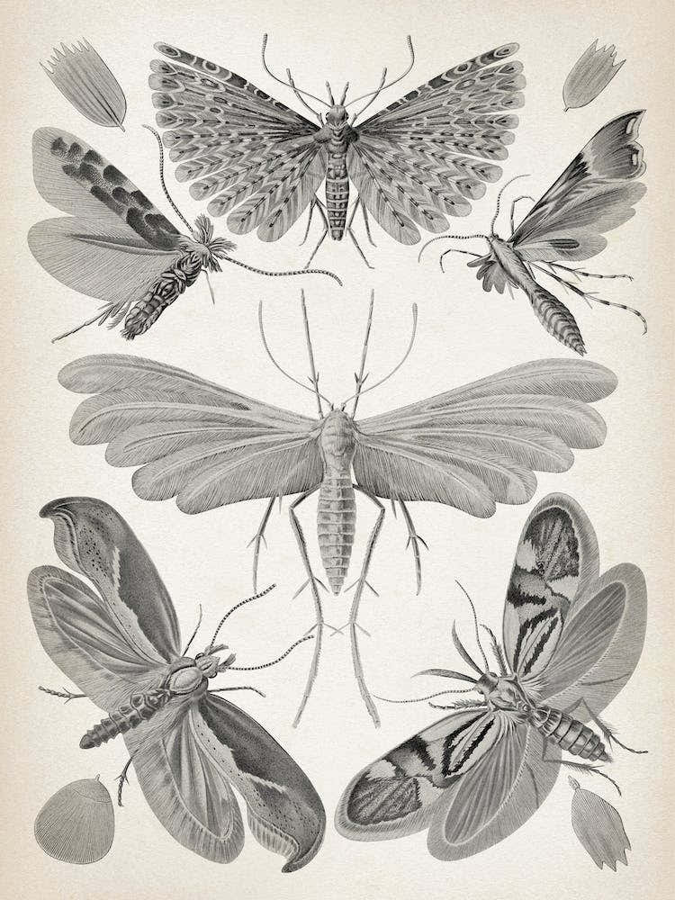 Vintage Haeckel 20 Tafel 58 Motten