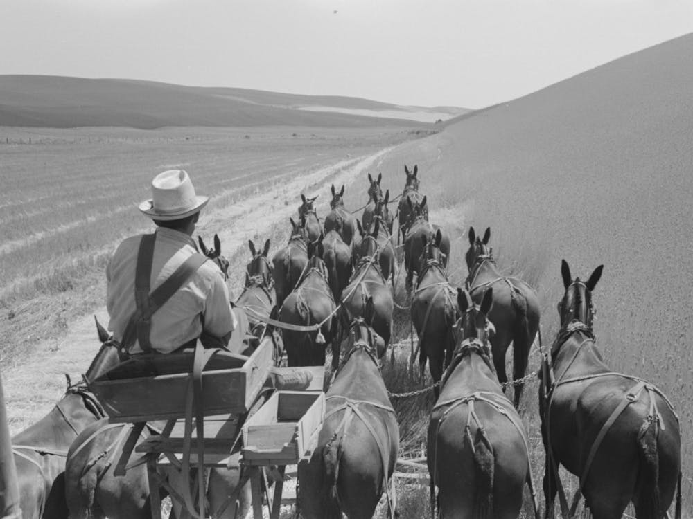 Walla Walla County, Washington, Farmer And The Mules Which Pull The Combine Through The Wheat Fields By Russell Lee