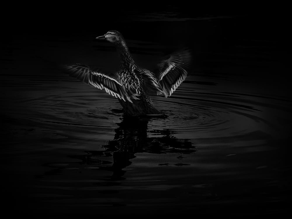 Canard Noir et Blanc dans l'Eau avec les Ailes Ouvertes