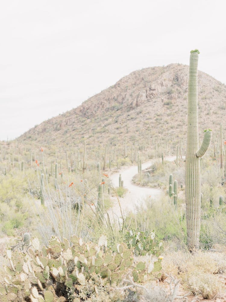 Cactus Scenery