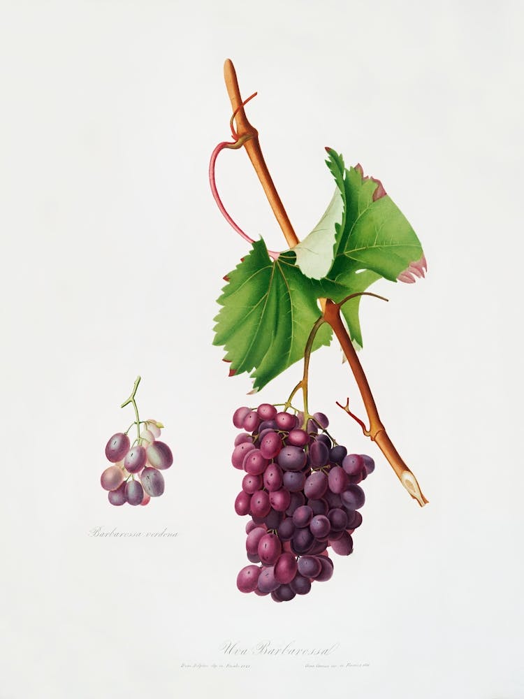 Grape Barbarossa (Vitis Vinifera) From Pomona Italiana (1817 - 1839), Giorgio Gallesio