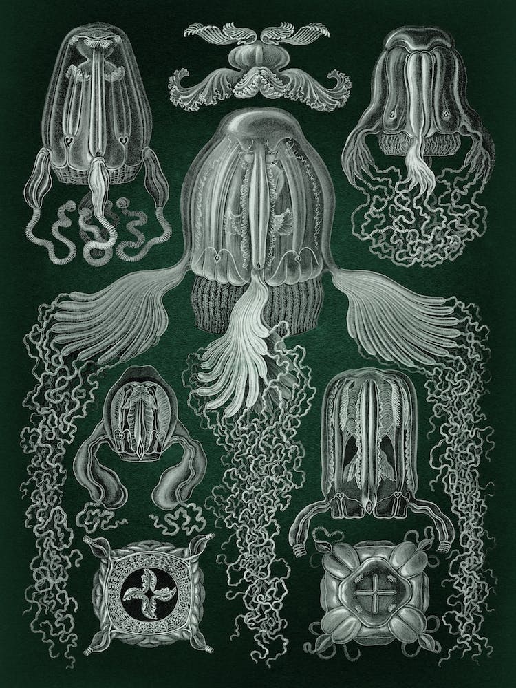 Vintage Haeckel 8 Tafel 78 Würfelquallen