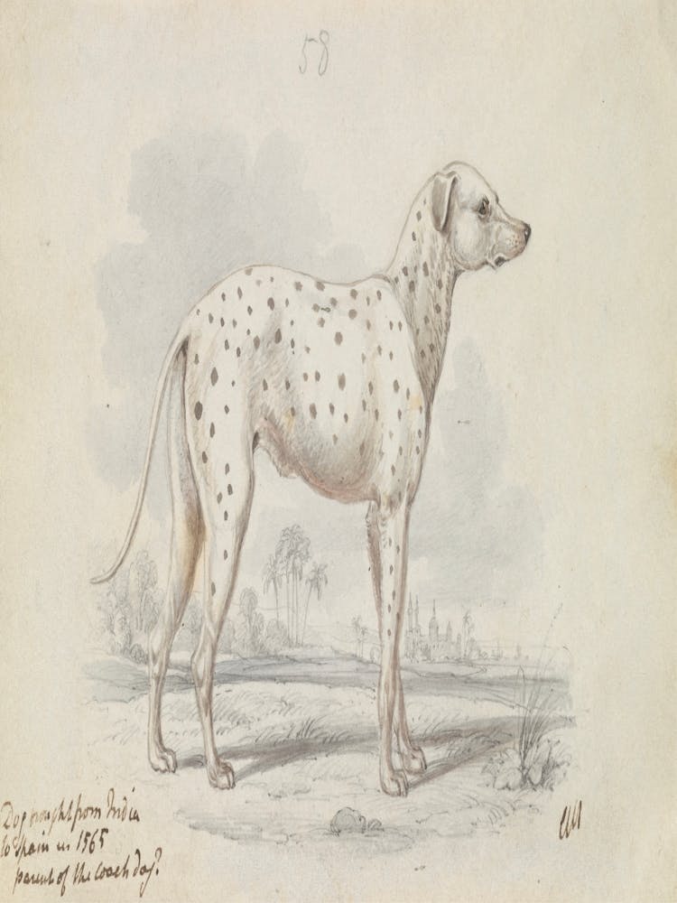 Dalmatian