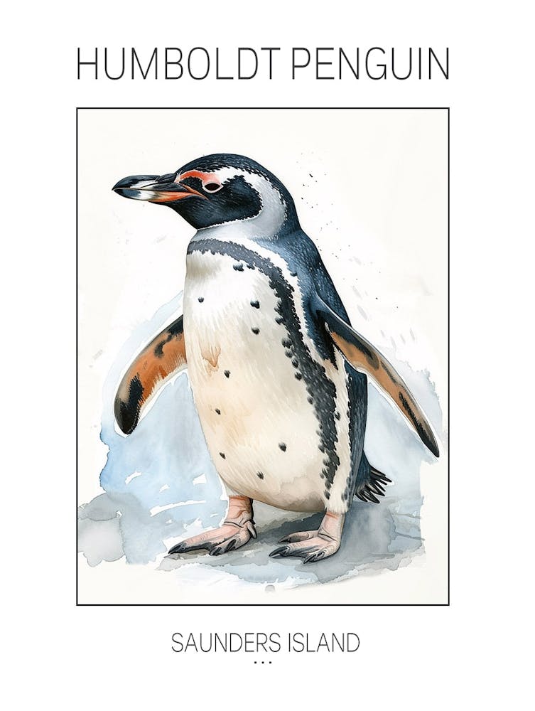Humboldt Penguin Saunders Island Watercolour Painting 4 Poster
