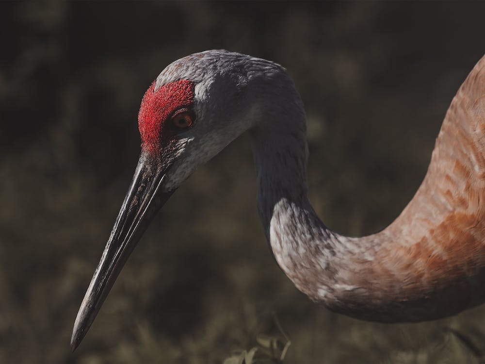 Sandhill Crane Profile