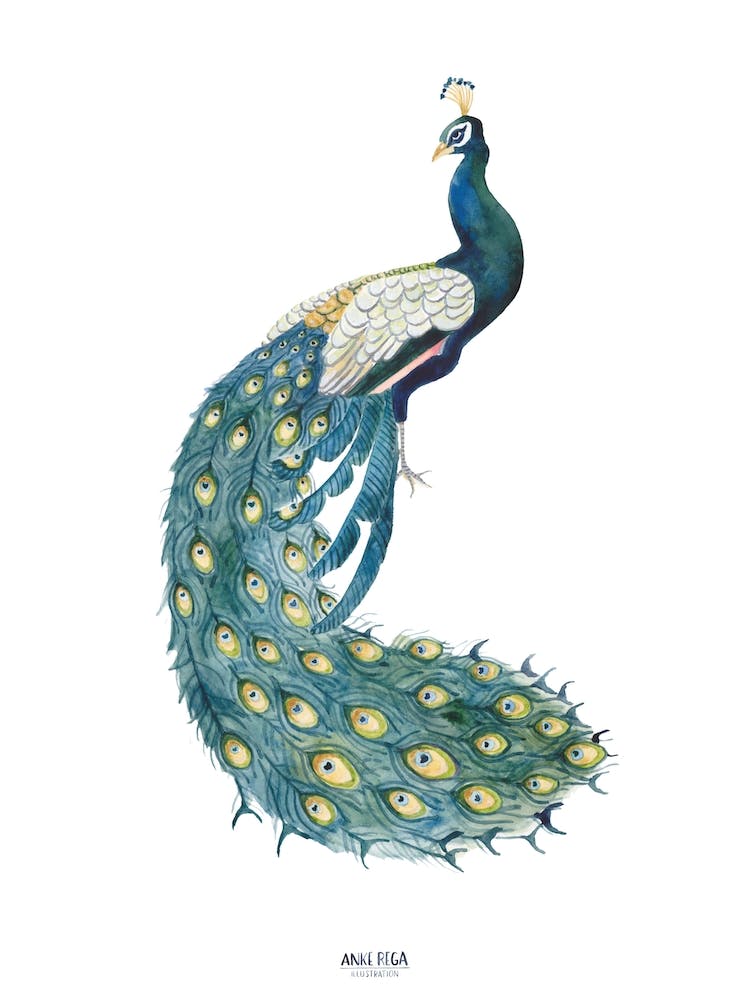 Peacock