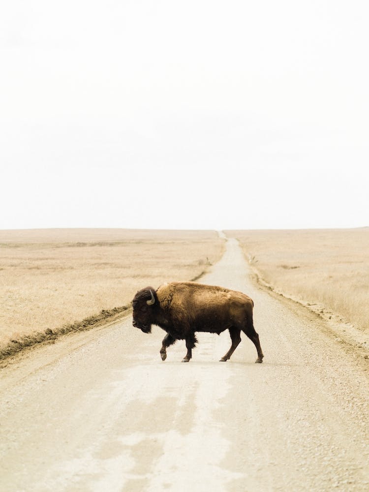 Bison Crossing Road