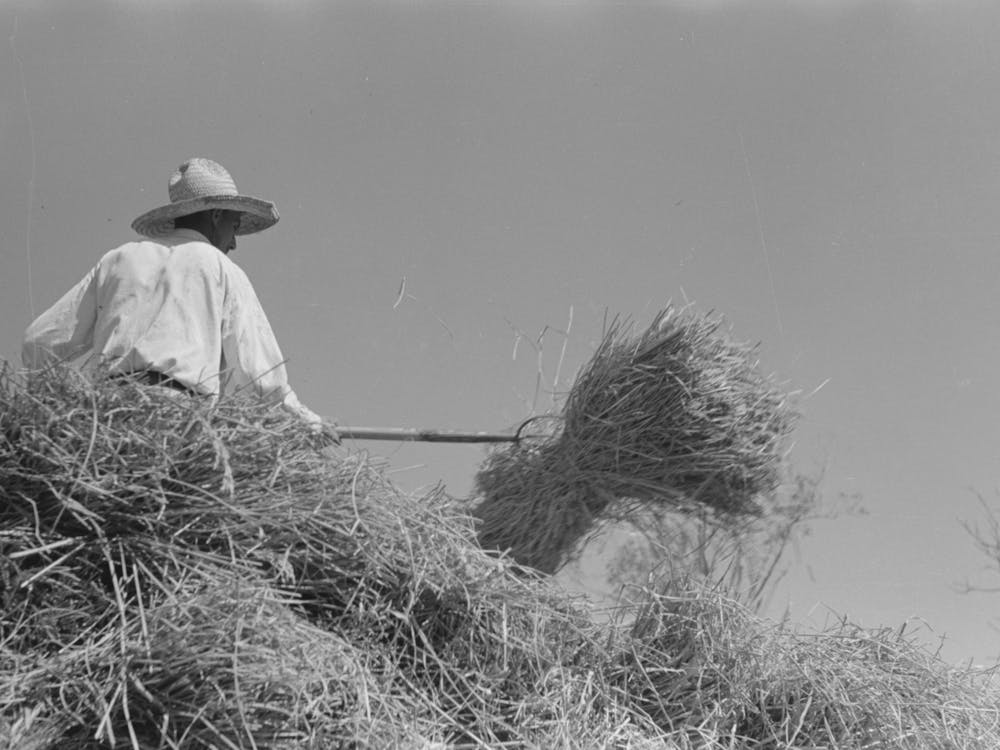 Untitled Photo, Possibly Related To Pitching Bundles Of Rice Into Thresher, Near Crowley, Louisiana By Russell Lee
