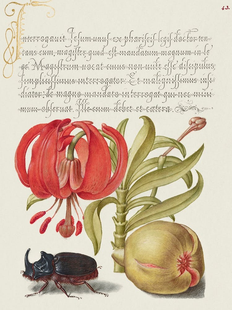 Scarlet Turk S Cap, Rhinoceros Beetle, And Pomegranate From Mira Calligraphiae Monumenta, Joris Hoefnagel