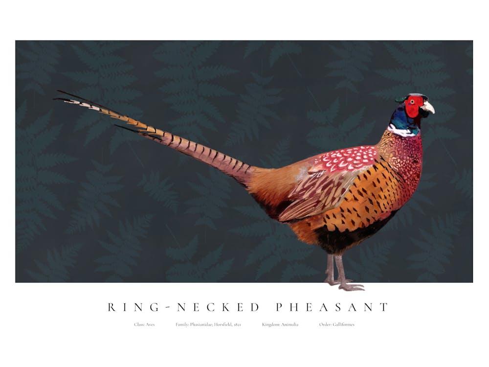 4x3 Pheasant