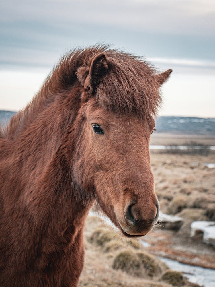Icelandic Horse