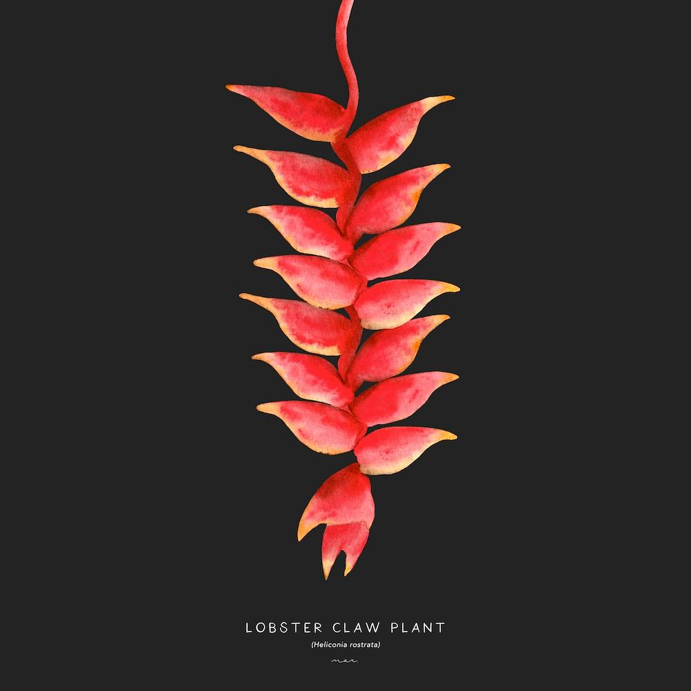 Lobster Claw Plant Square