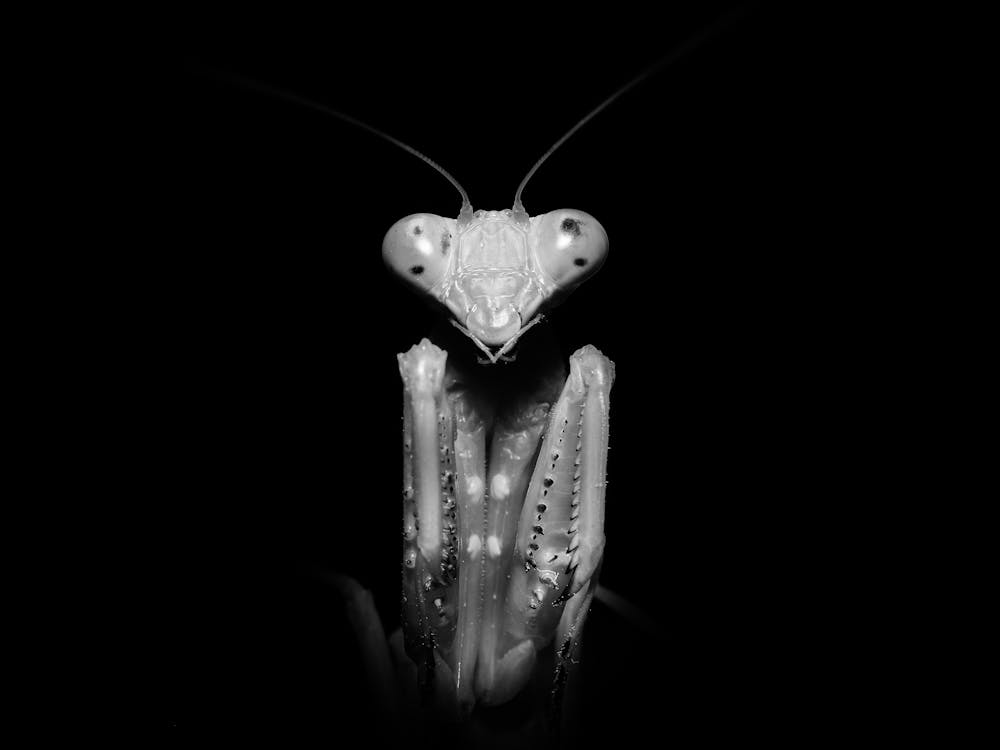 Praying Mantis