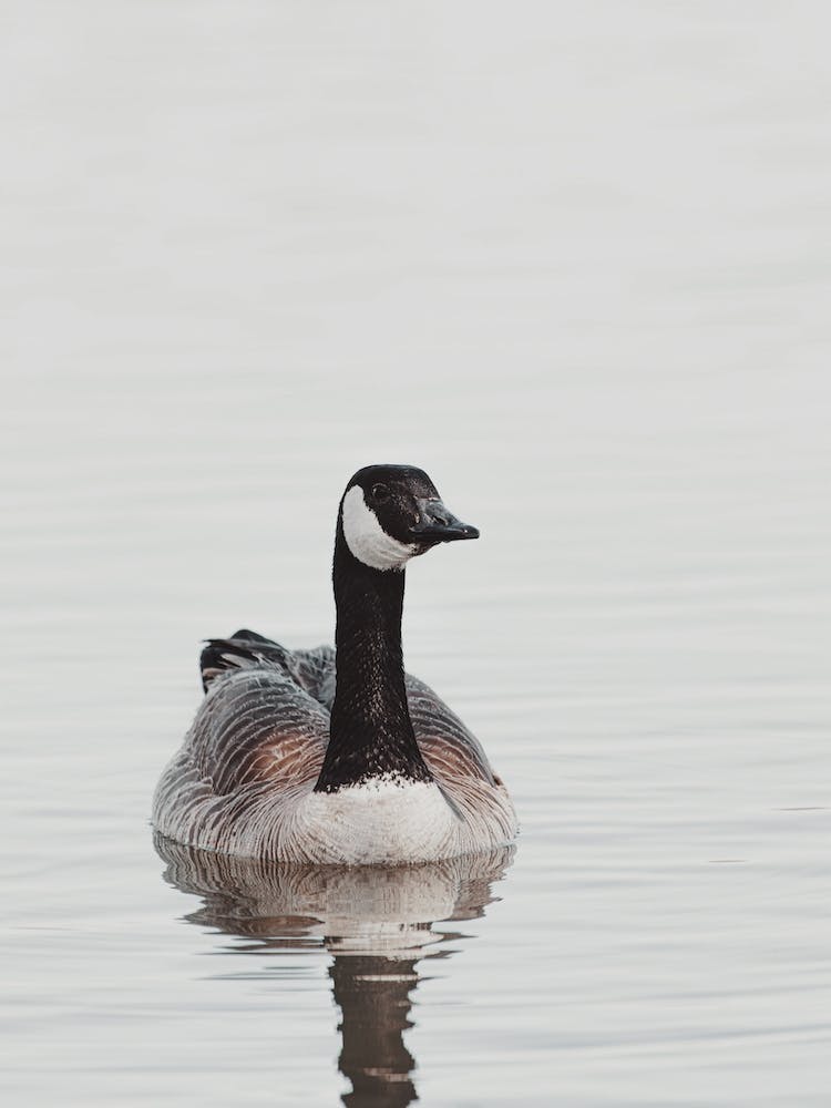 Canadian Goose On Lake