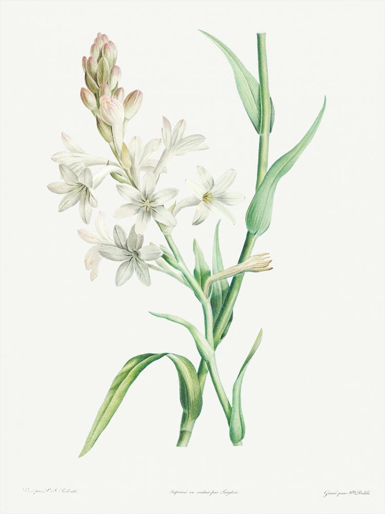 Tuberose, Pierre Joseph Redoute