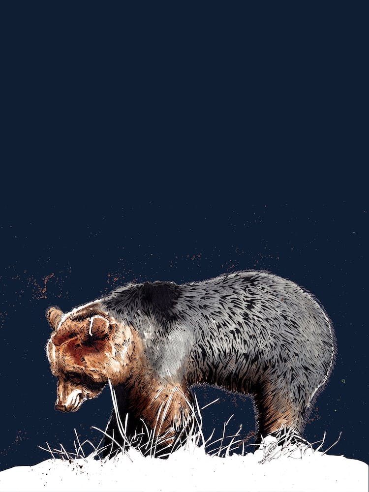 Der Bär Auf Mitternachtsblau