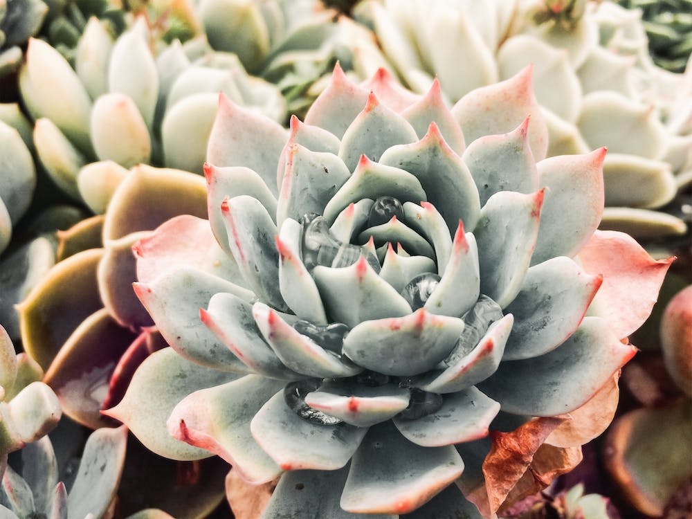 Echeveria Succulent