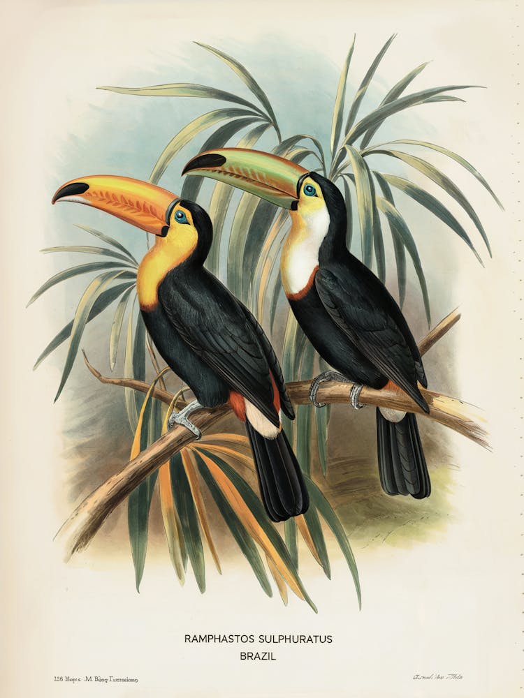 Brazilian Toucans
A classic illustration of two toucans perched on branches, showcasing their vivid beaks and sleek plumage.
Ideal for a living room, study or reading nook, adding an exotic, vintage touch.