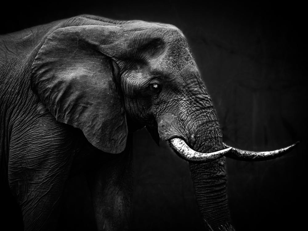 Elephant In Black And White 1