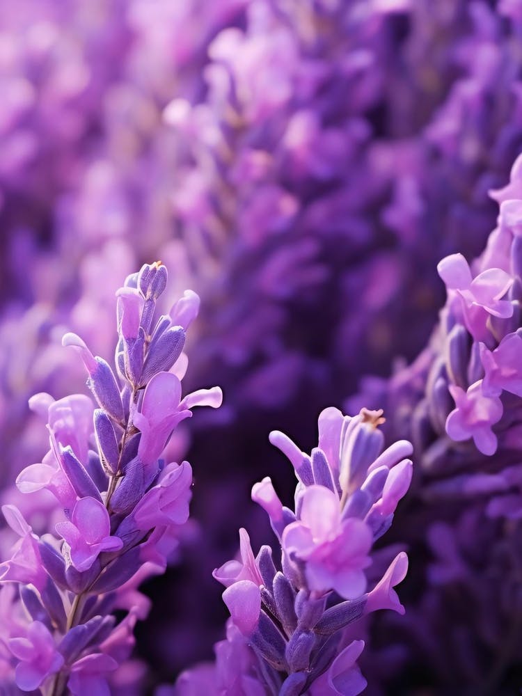 Lavender Flowers 2