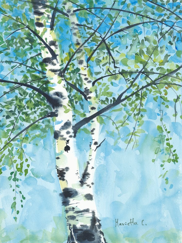 Aspen Tree1
