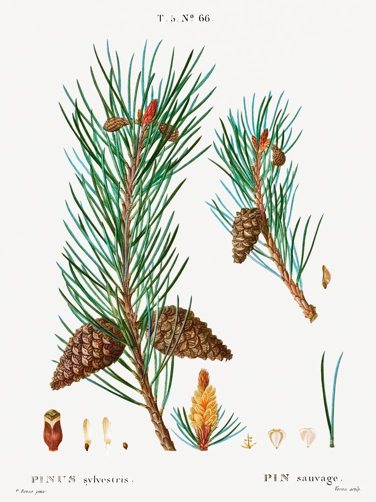 Scots Pine, Pierre Joseph Redoute