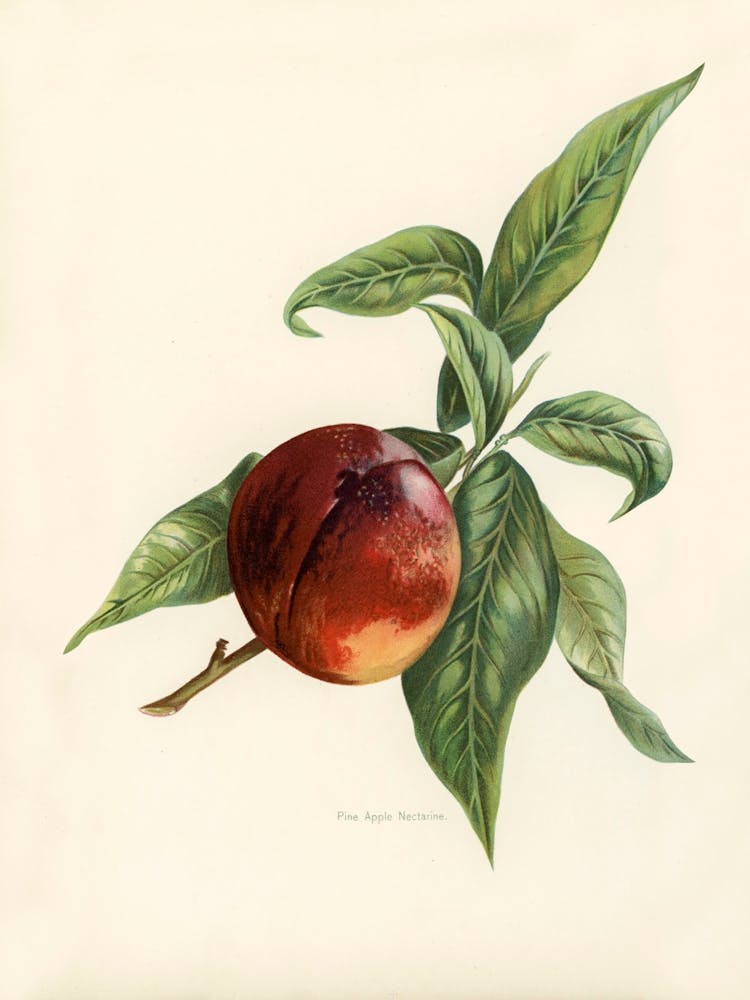 Vintage Illustration Of Pine Apple Nectarines, John Wright