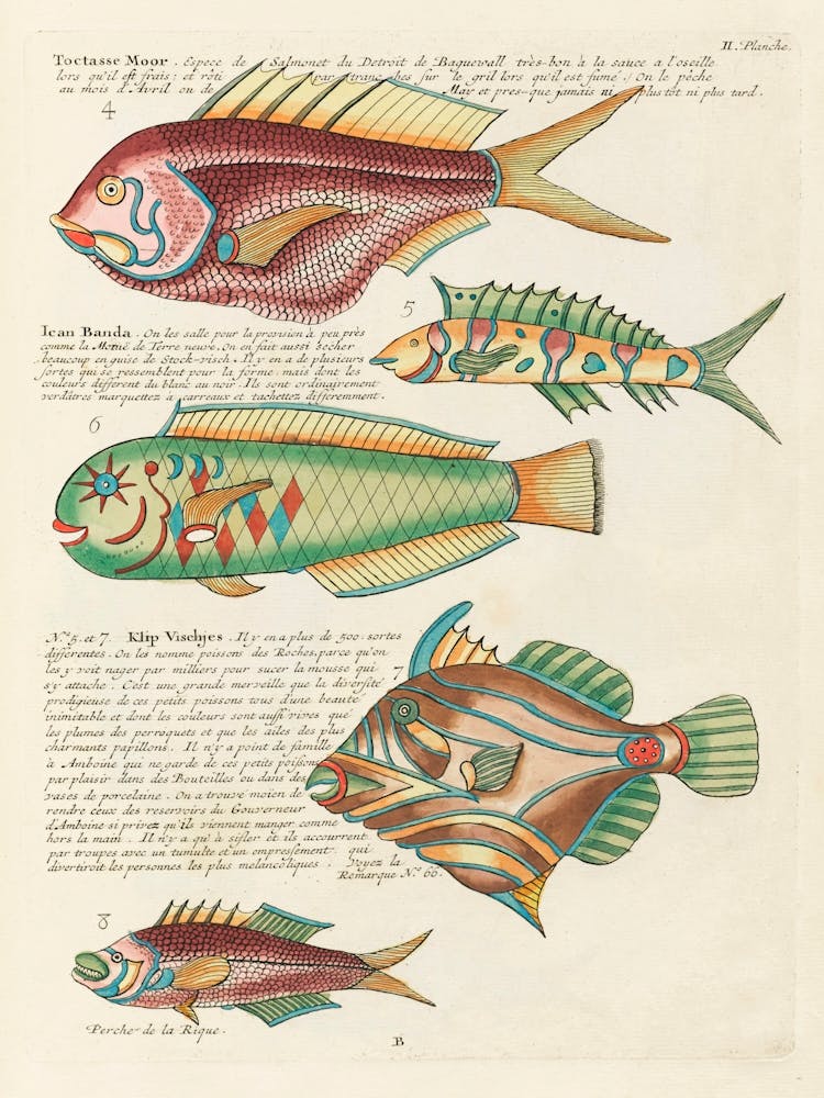 Colourful And Surreal Illustrations Of Fishes Found In Moluccas (Indonesia) And The East Indies, Louis Renard(62