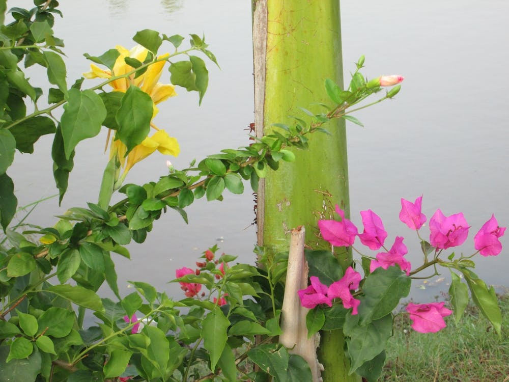 Flowers