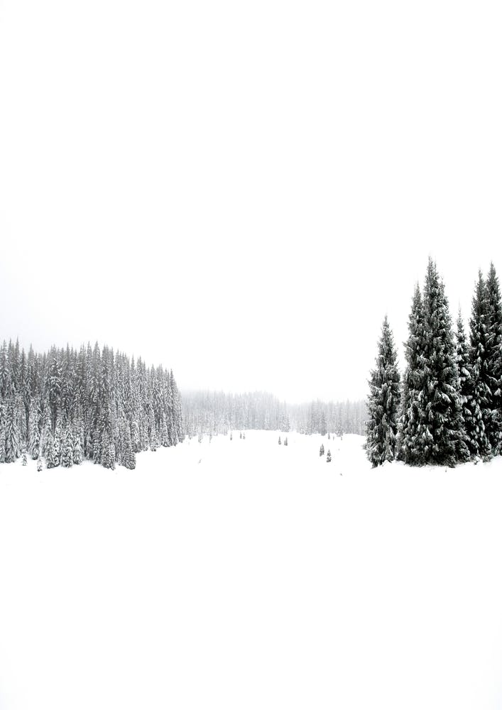 White White Winter 3