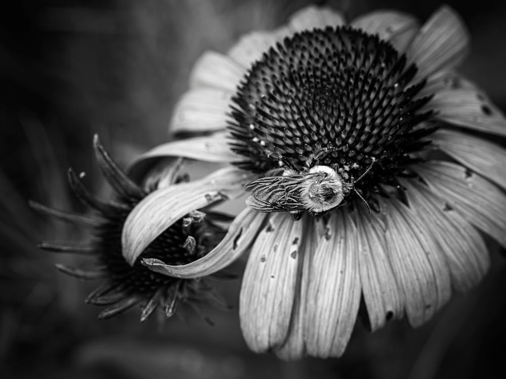 sustainability Black & White