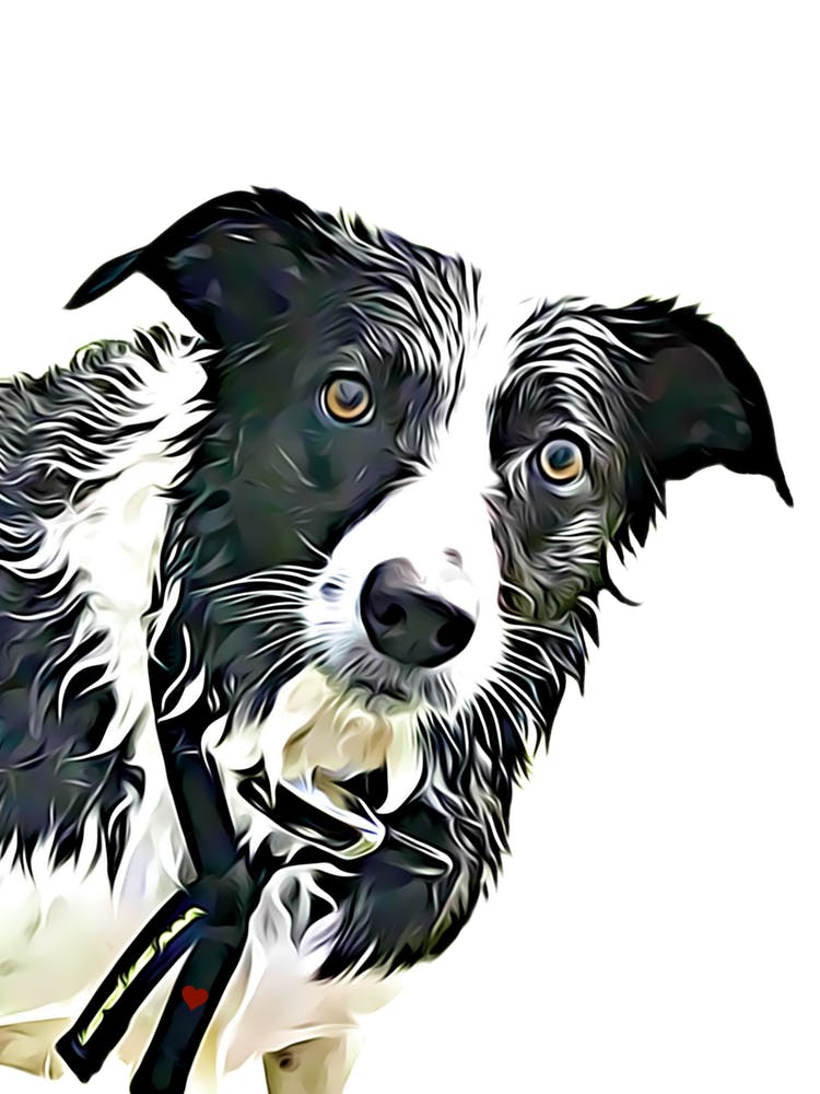 Border Collie Dog
