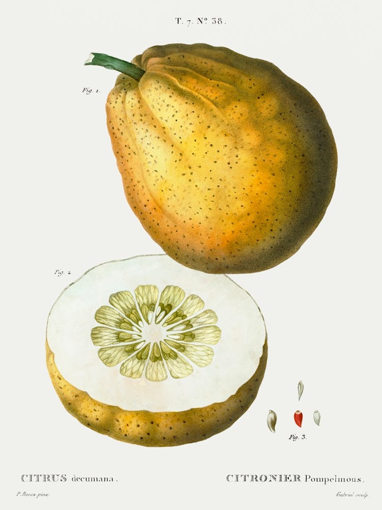 Pomelo, Pierre Joseph Redoute