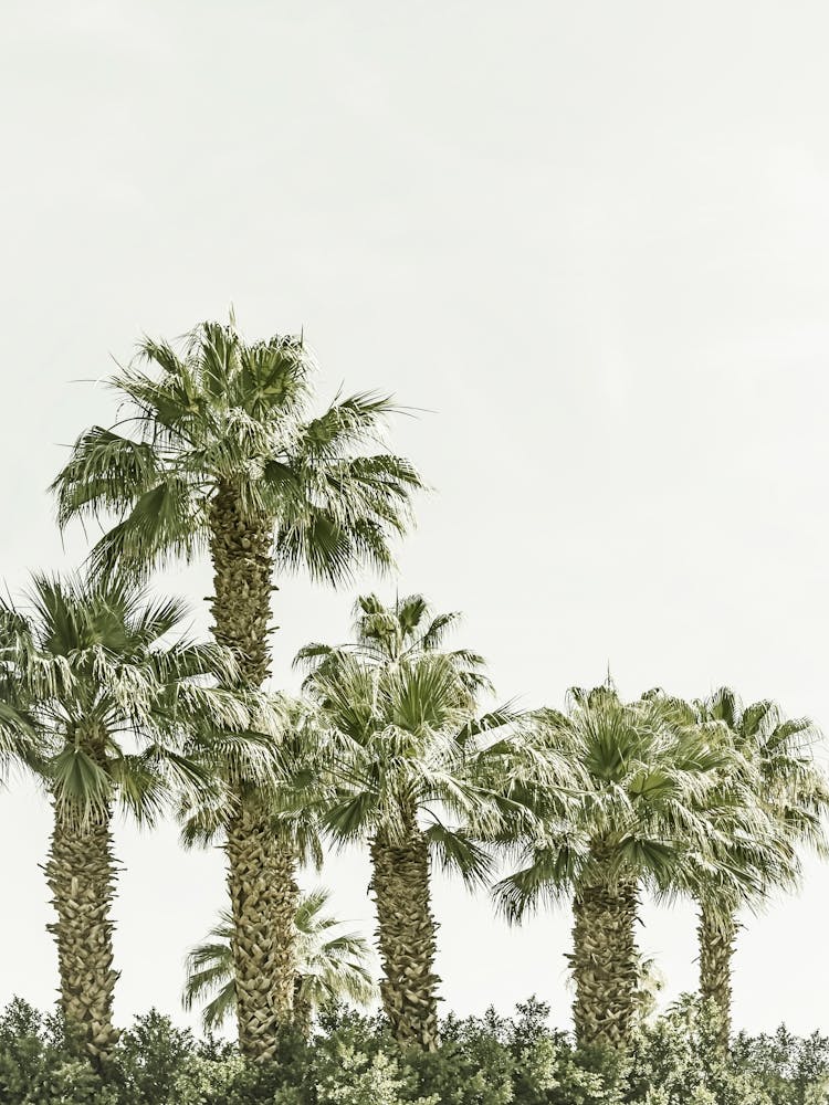 Tropical Palm Trees