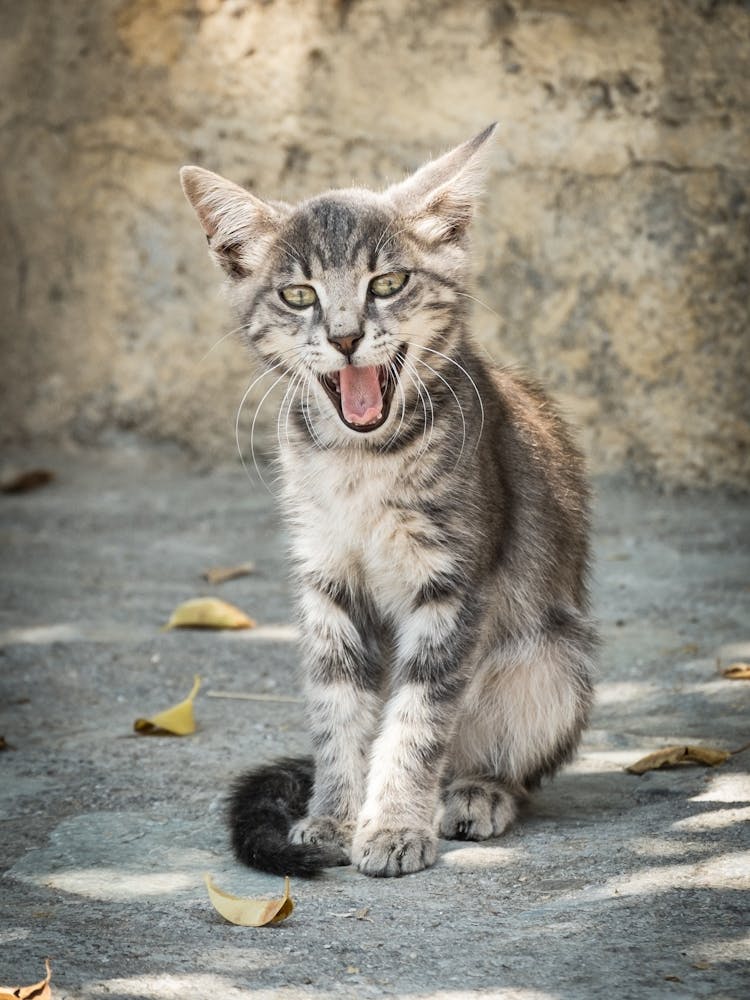 Little Greek Kitten 2 of 3 // Cat - Animal Photography