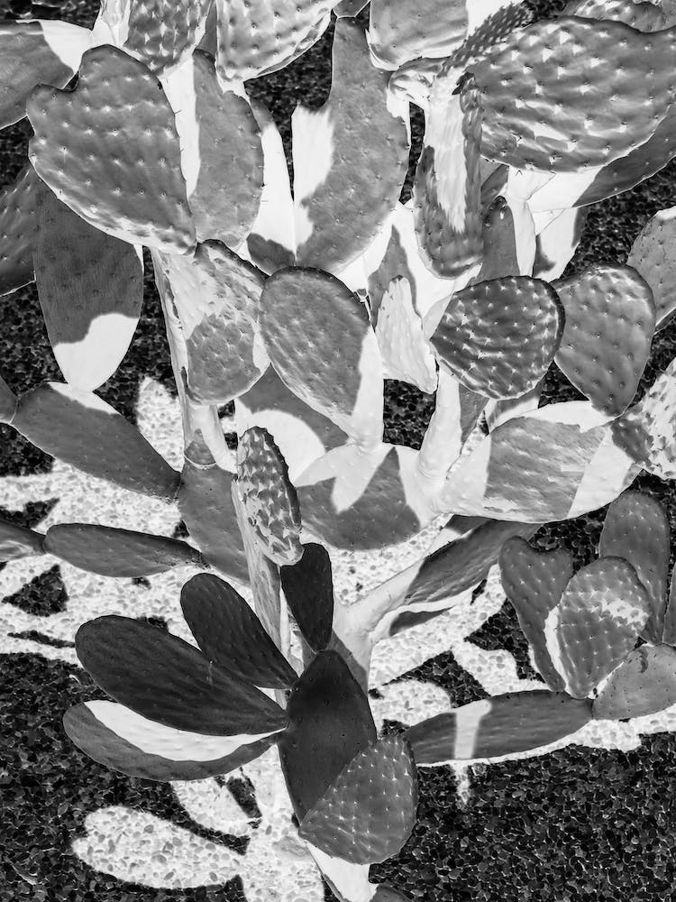 Cacti Cowboy 02