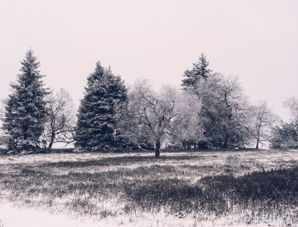 Winter Landscape in Winterberg 3