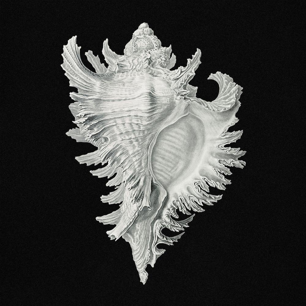 Vintage Shell,  Ernst Haeckel