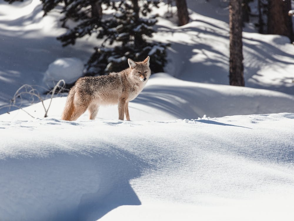 Coyote In Deep Snow