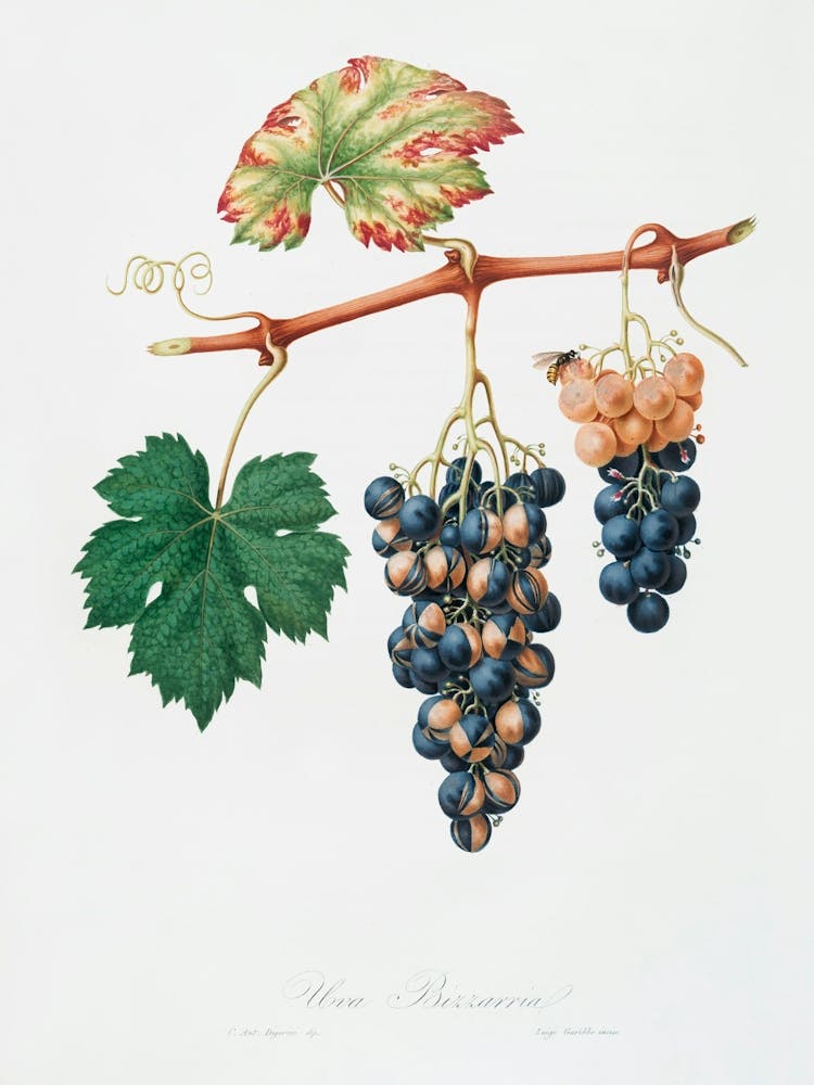 Summer Grape (Vites Vinifera Bicolor) From Pomona Italiana (1817 1839), Giorgio Gallesio