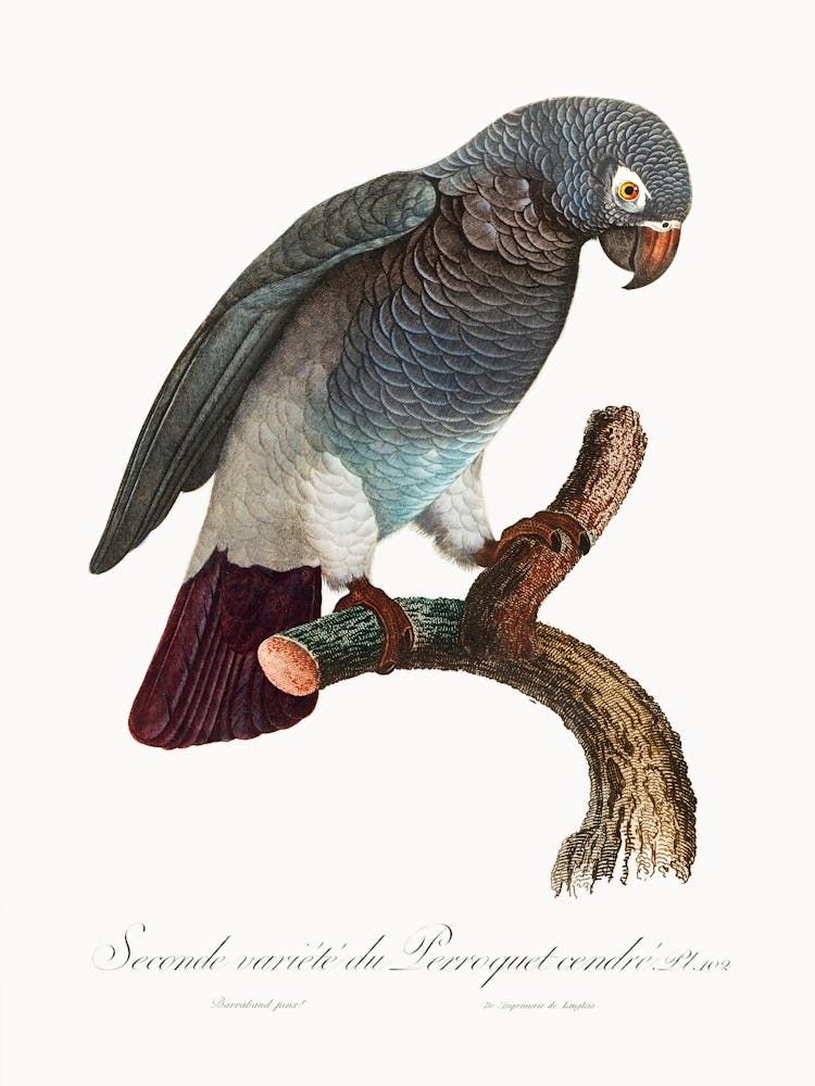 The Grey Parrot, From Natural History Of Parrots, Francois Levaillant