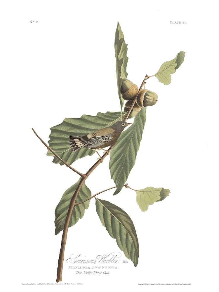 Swainson's Warbler