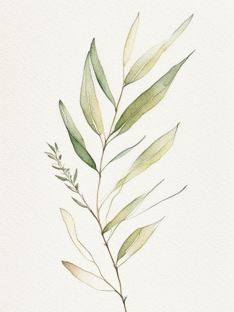 Willow Leaf Minimalist Watercolour 5