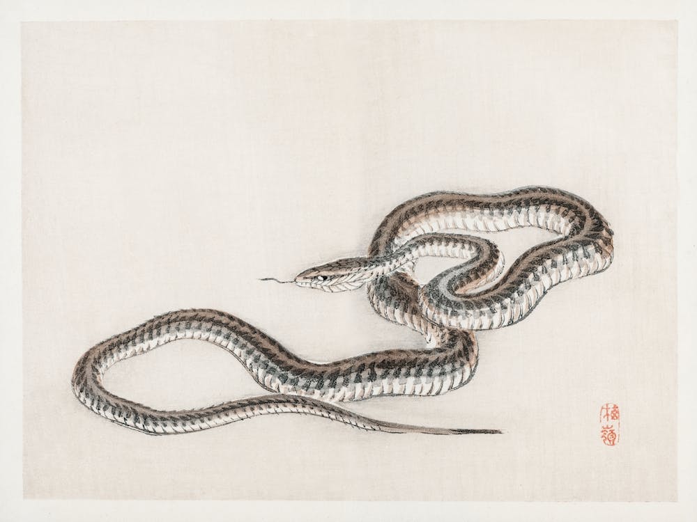 Snake, Kōno Bairei
